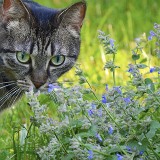 Yerba Gatera/Catmint <span>Nepeta Cataria</span>