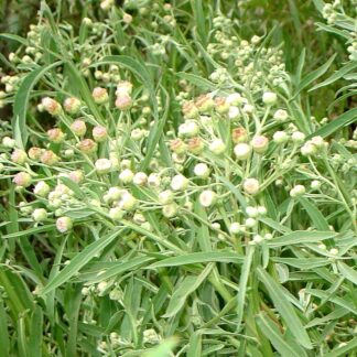 Yerba Lucera agroecológica