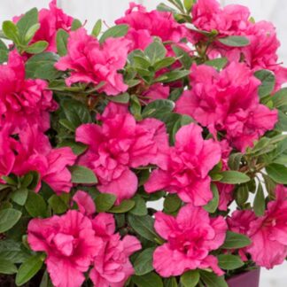 Plantines de azaleas agroecológicas