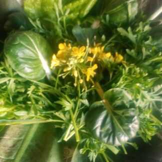 Ensalada de hojas orgánicas