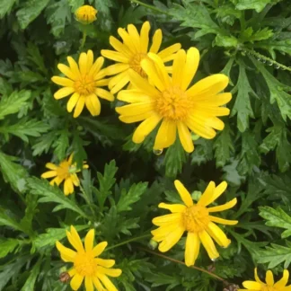 Plantines euryops agroecológicos