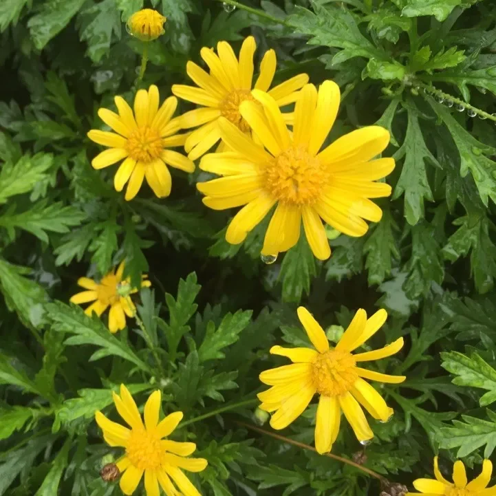 Plantines euryops agroecológicos