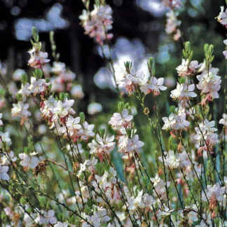 Plantines de Gaura agroecológicos