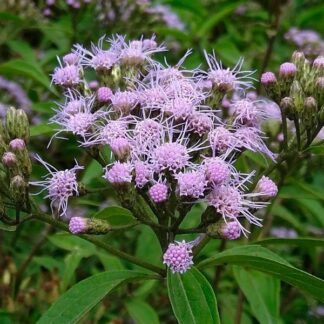 Mariposera Morada agroecológica