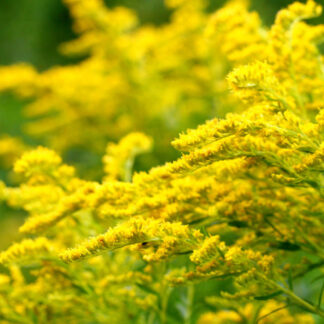 Hierba medicinal agroecológica Vara de Oro
