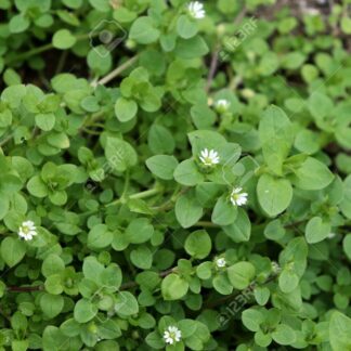 Caapiquí, Stellaria media orgánica